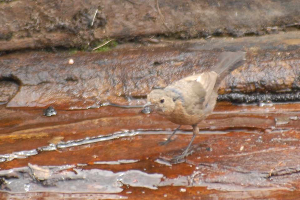 Rockwarbler (Origma solitaria)